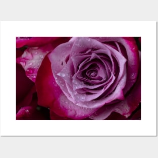 Dew Drops On Purple Red Rose Posters and Art